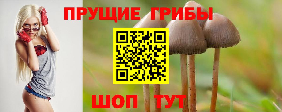 Анжеро-Судженск  сколько стоит  Вход с VPN  Галлюциногенные грибы Cubensis 